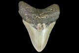 Fossil Megalodon Tooth - North Carolina #108902-1